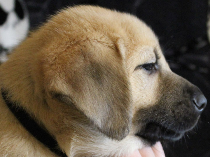 chinook puppy